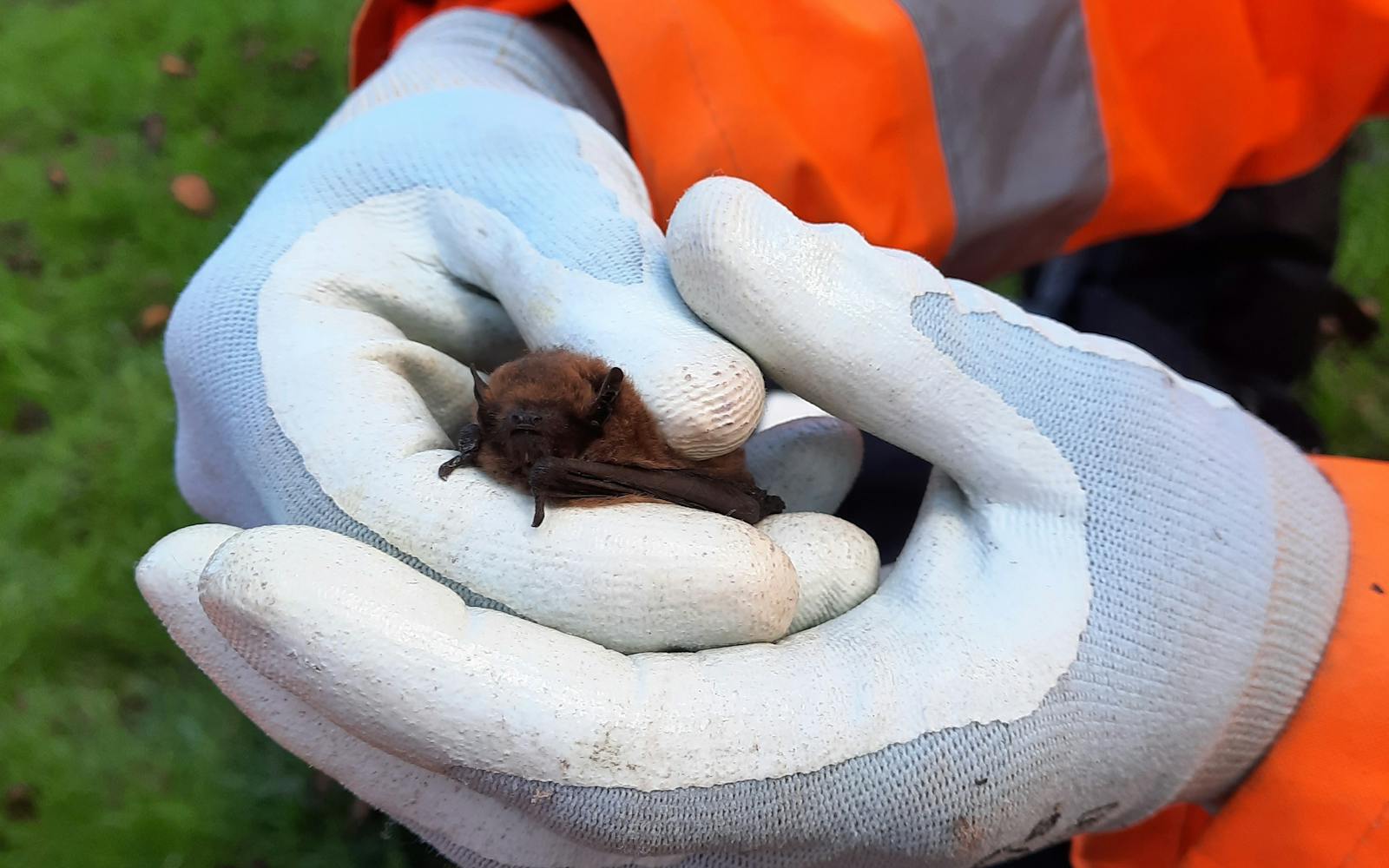 A bat in a gloved hand