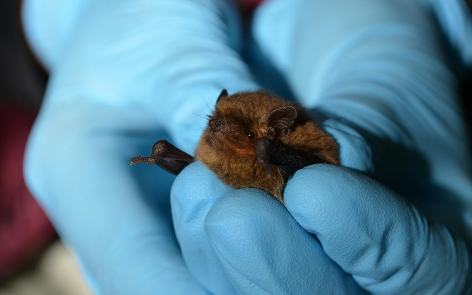 A bat in a gloved hand
