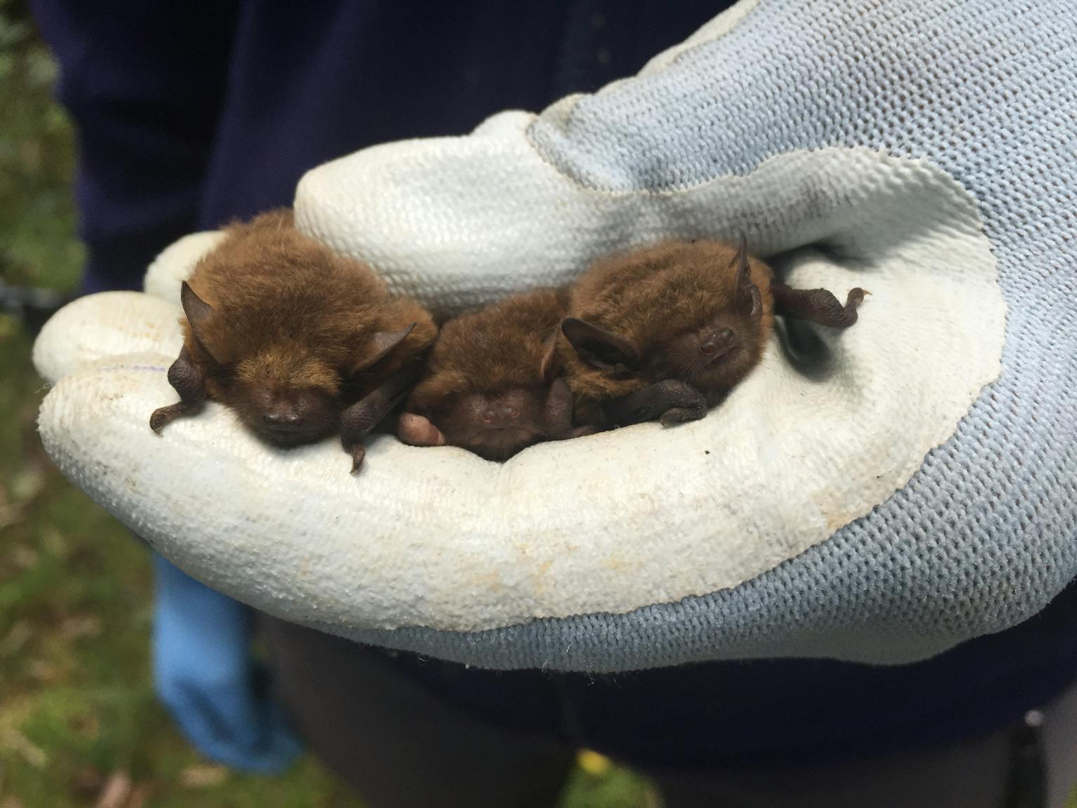 Three bats in a gloved hand