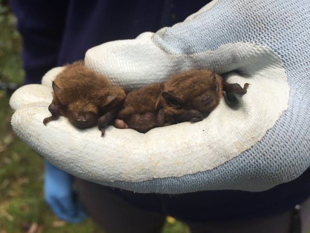 Three bats in a gloved hand