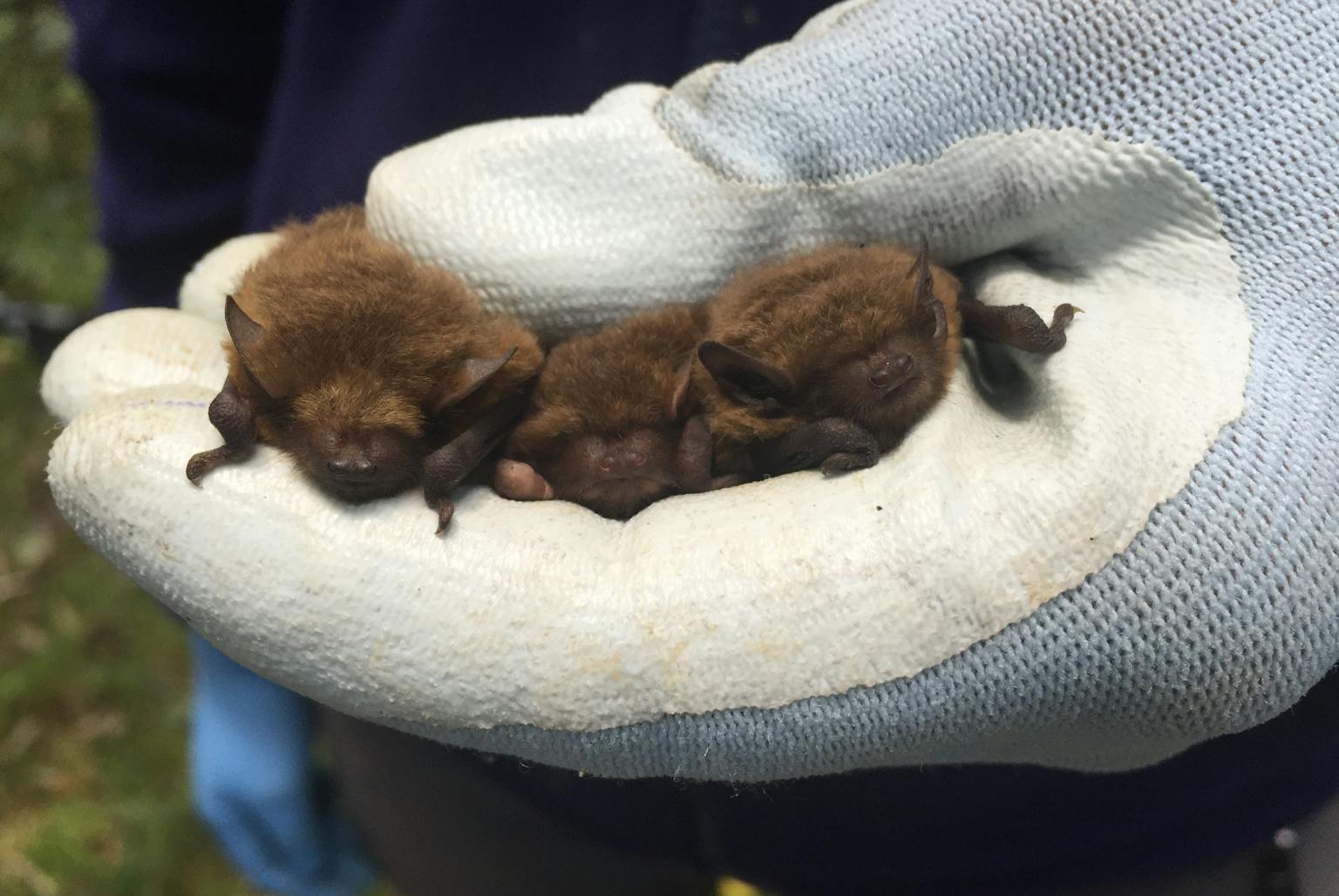 Three bats in a gloved hand
