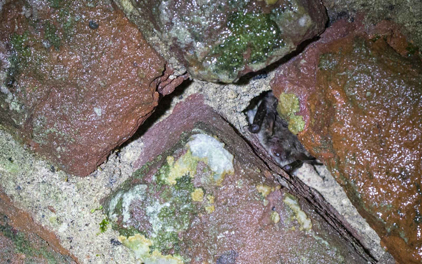 A bat in between bricks