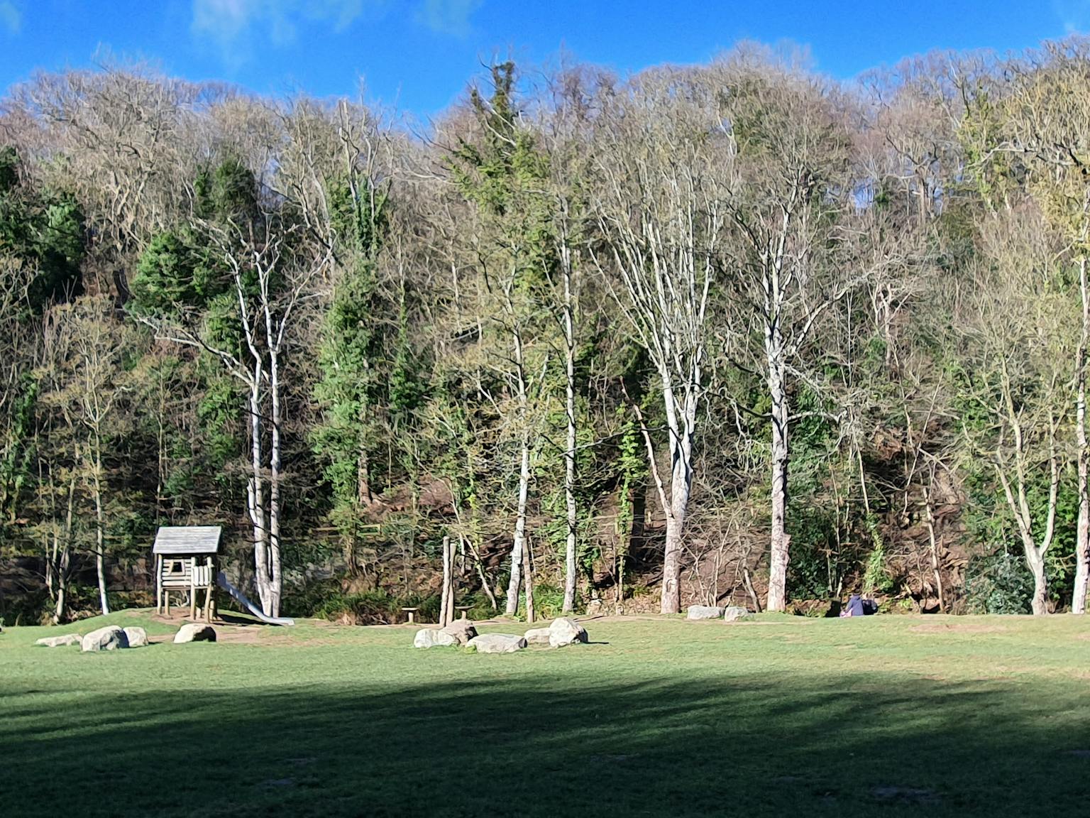 Grass area with a wall of tall trees behind it