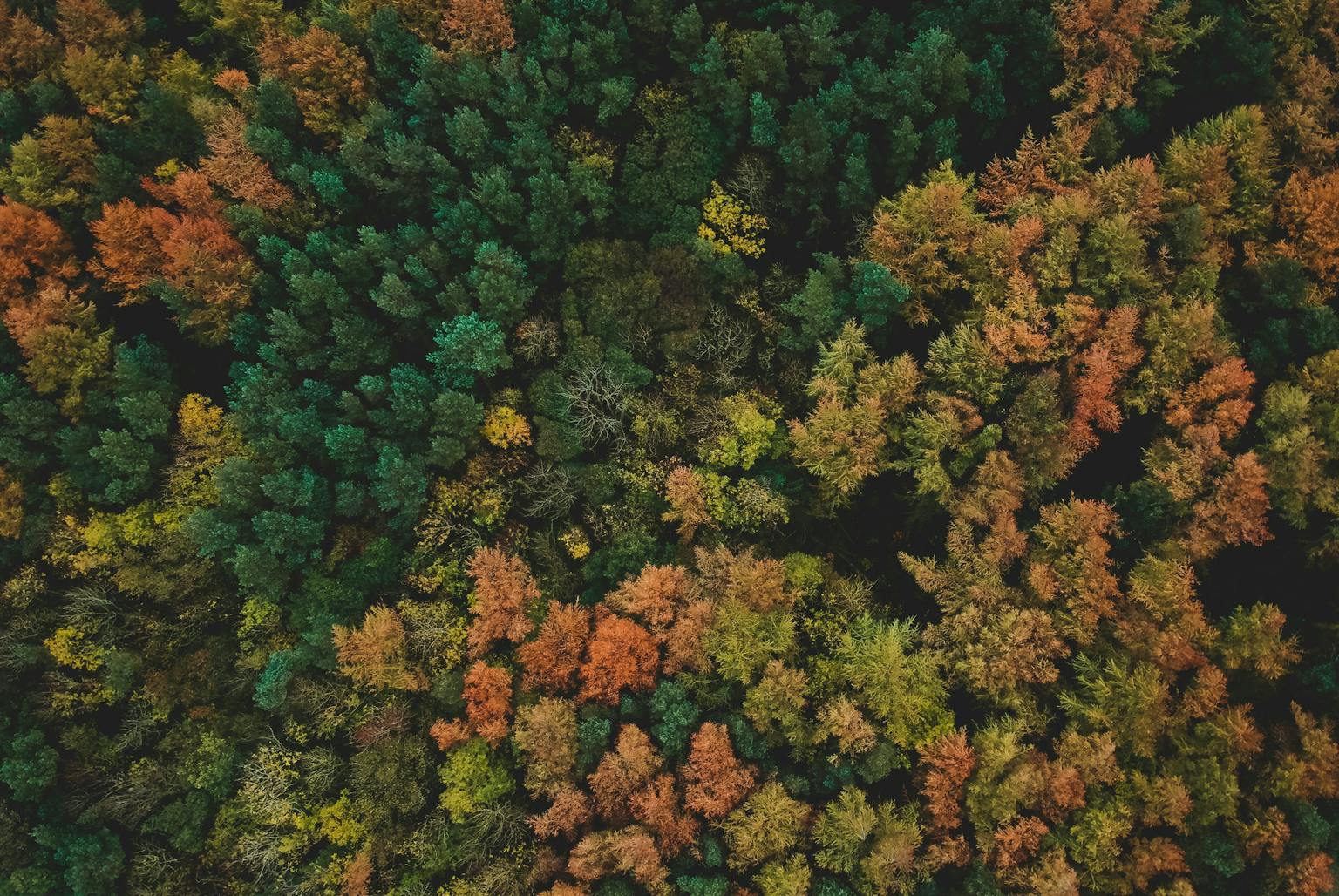 Aerial view of a dense forest in autumn, with the leaves of the trees displaying a vibrant array of colors ranging from deep green to golden yellow and fiery orange.