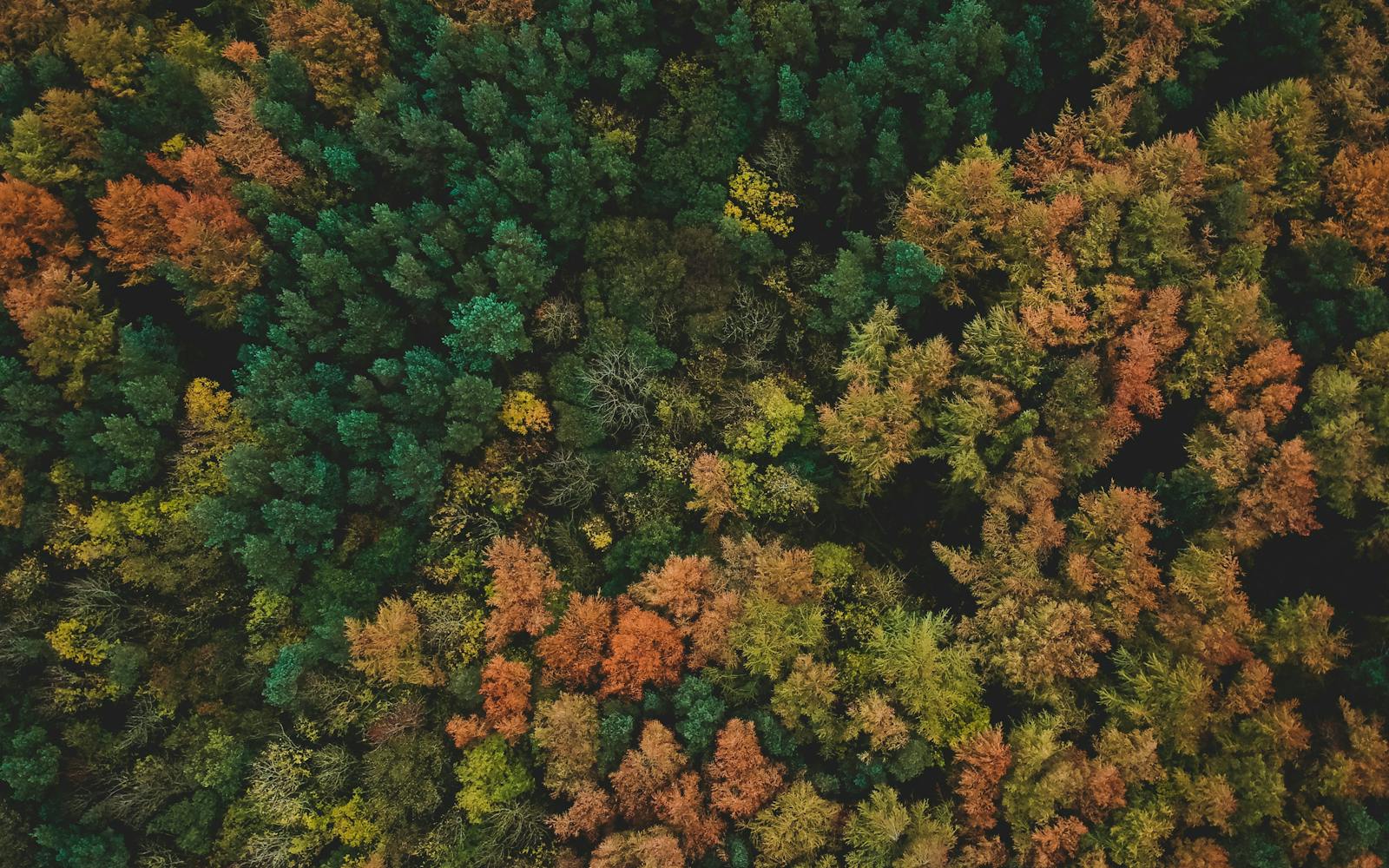Aerial view of a dense forest in autumn, with the leaves of the trees displaying a vibrant array of colors ranging from deep green to golden yellow and fiery orange.