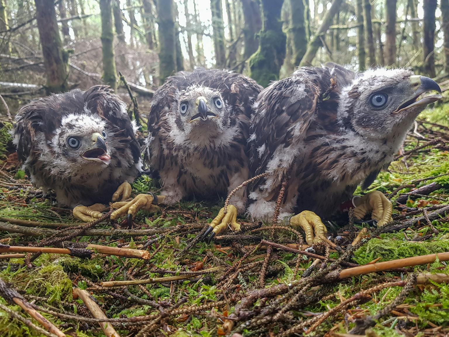 Three juvenile raptors in a nest