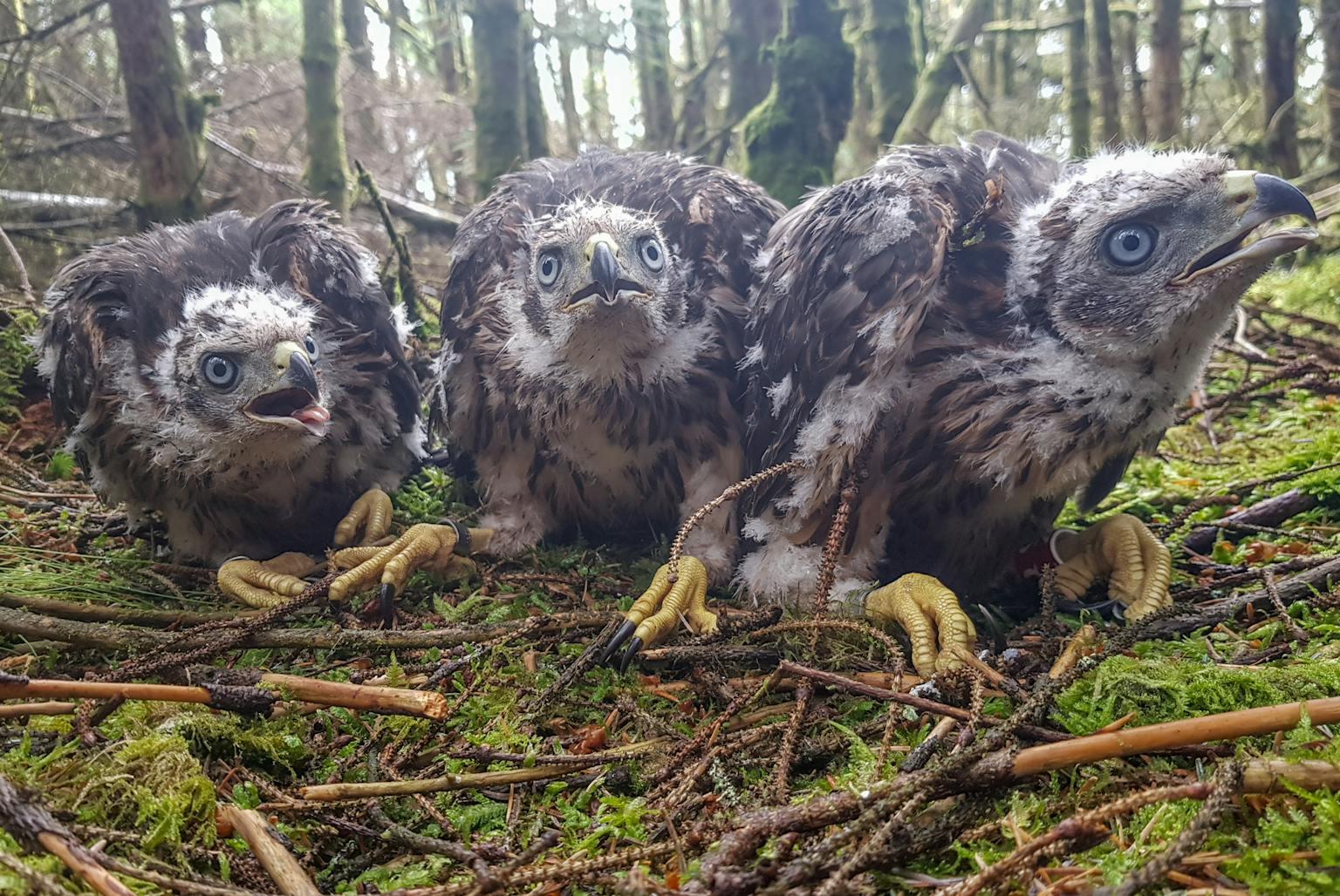 Three juvenile raptors in their next
