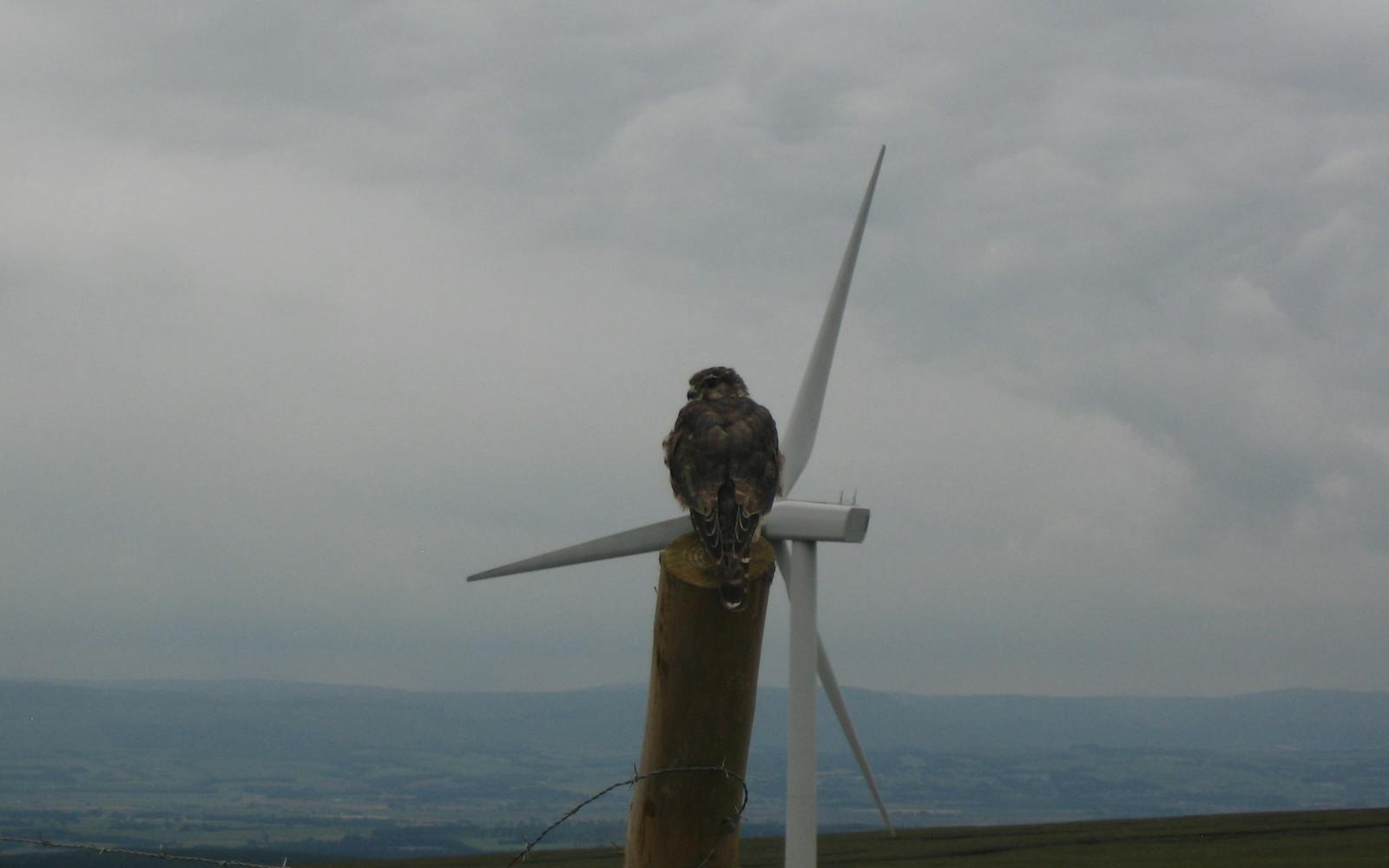 A bird in front of a wind turbine