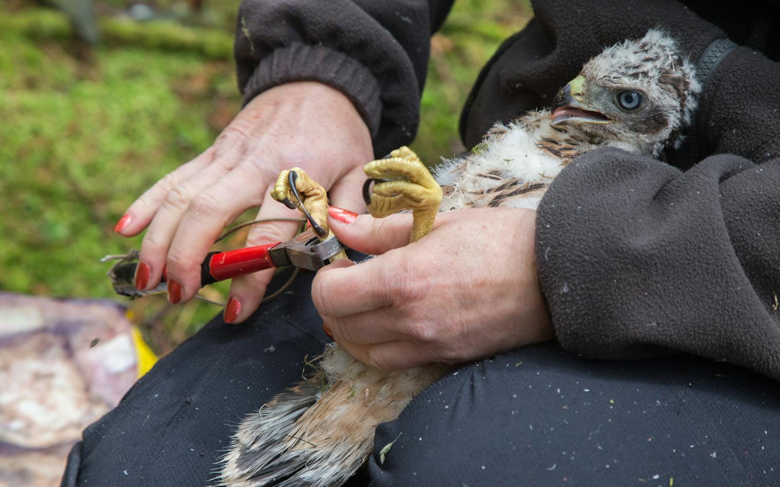 A person putting a ring on the leg of a bird