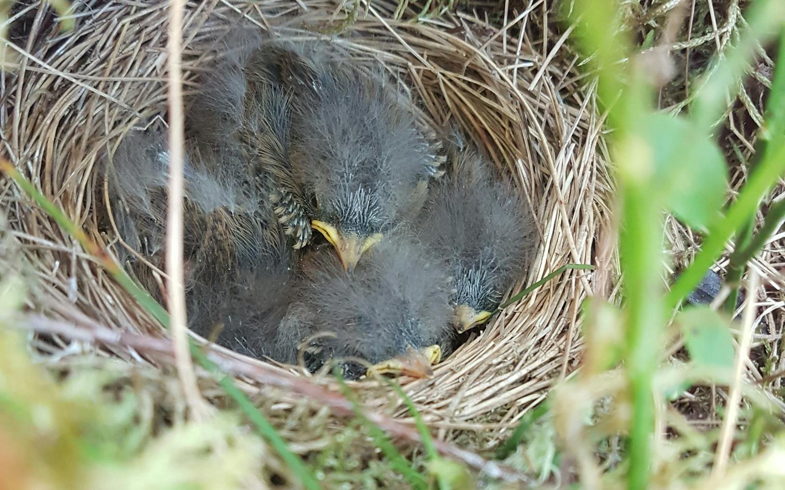 Baby birds in a nest