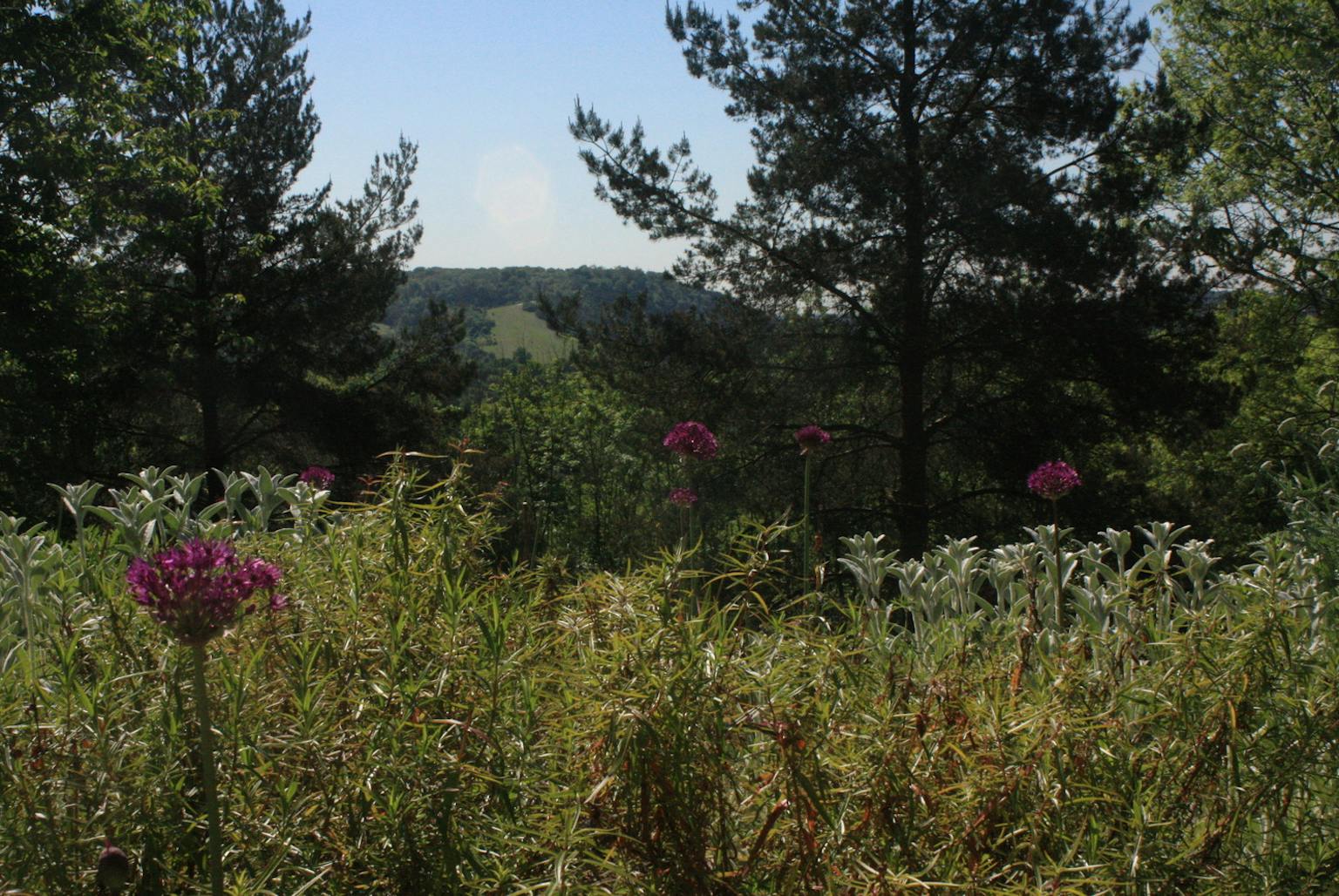 Wildflower field in front of trees