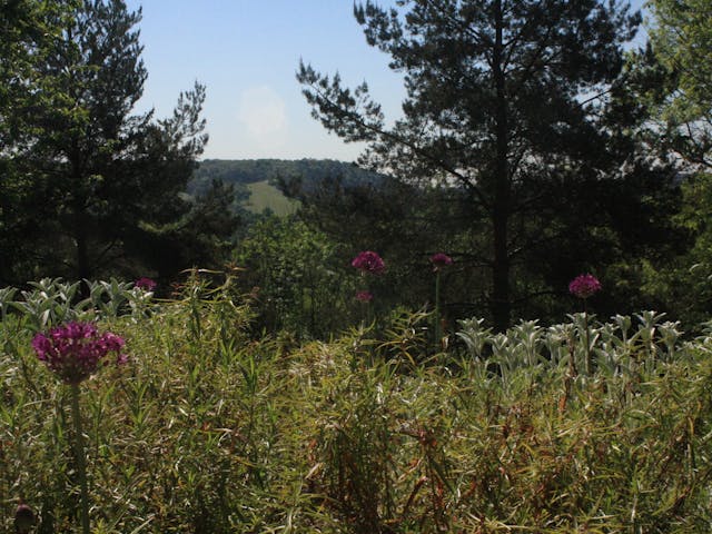 Wildflower field in front of trees