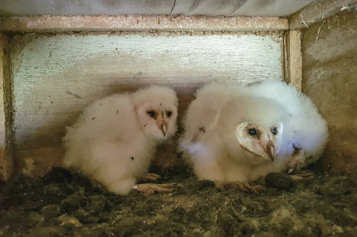 Two bird in a box