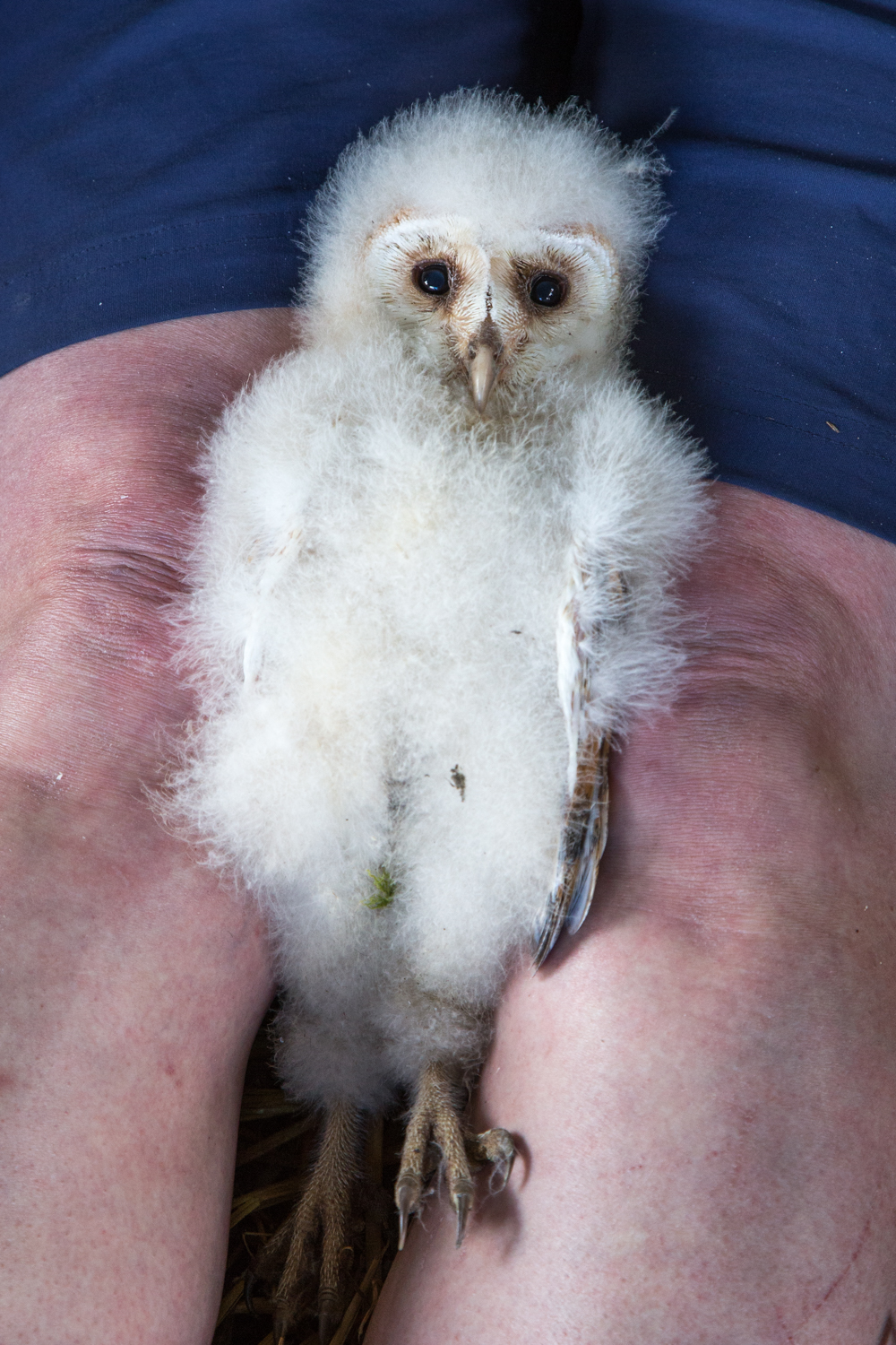 Bird being held in a persons hand