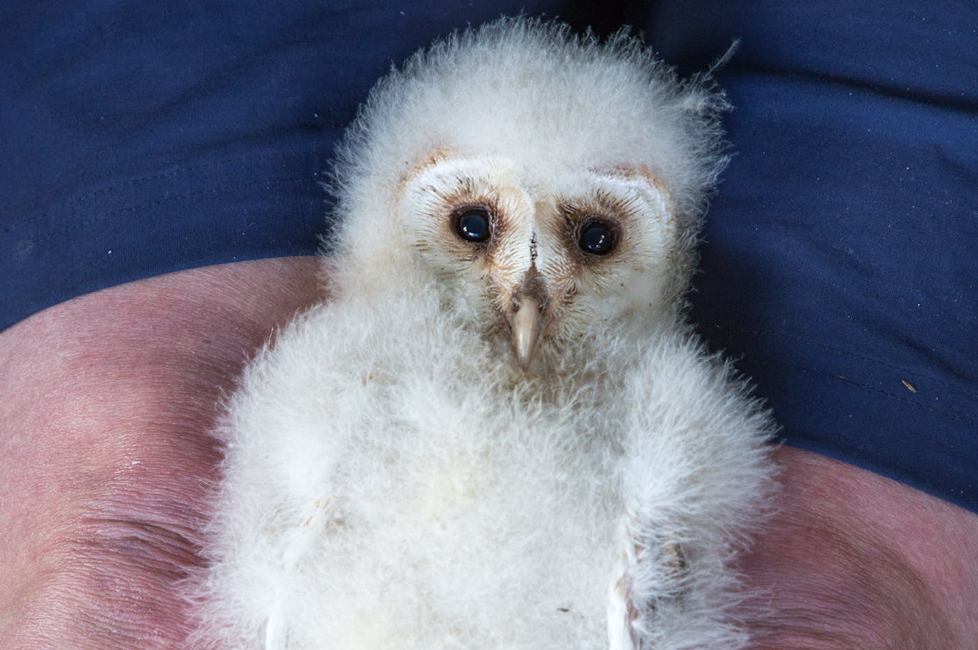 Bird being held in a persons hand
