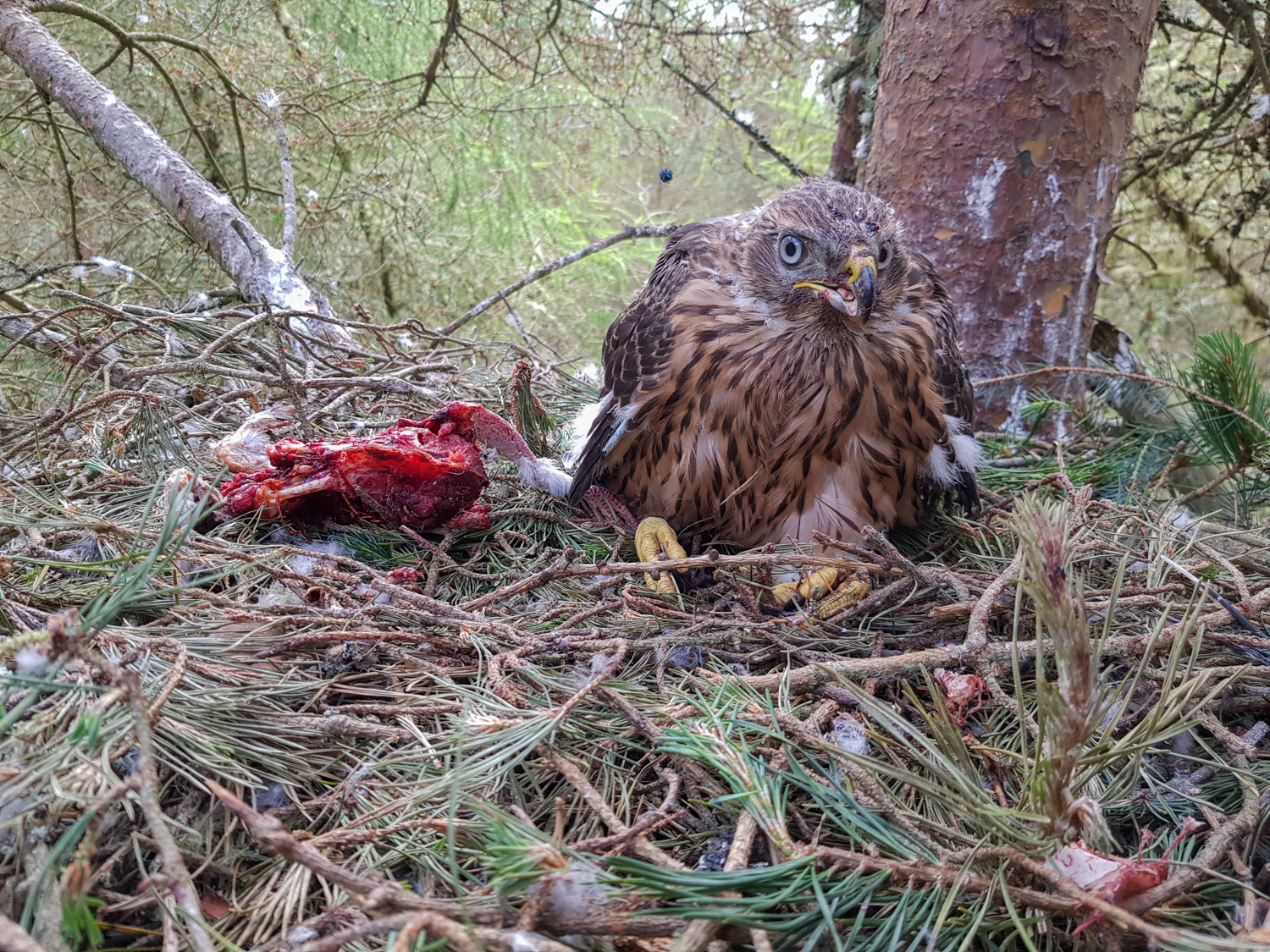 A bird sitting in a next