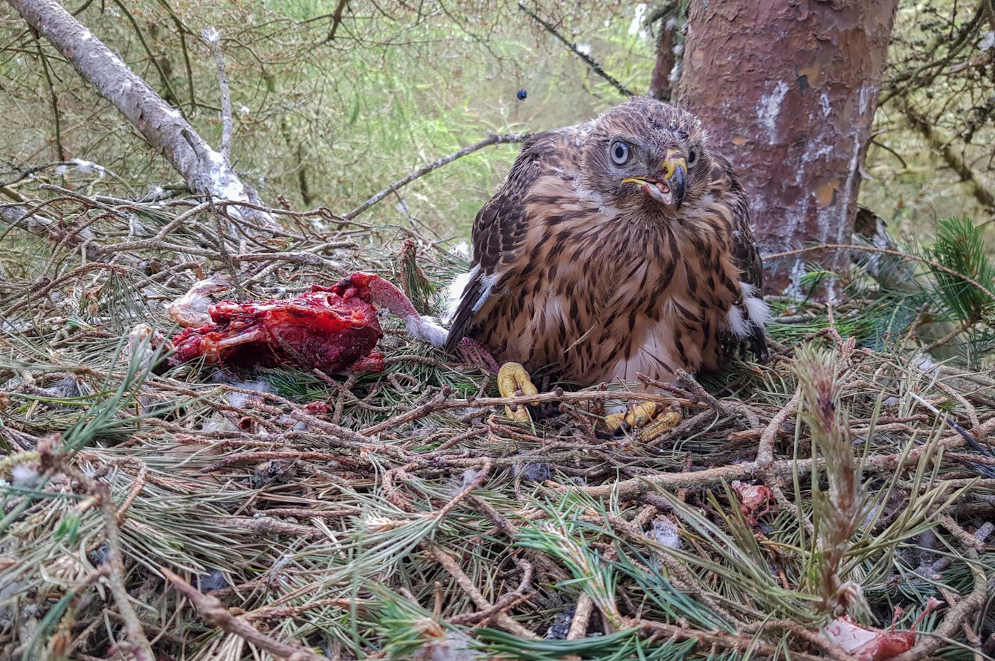 A bird sitting in a next