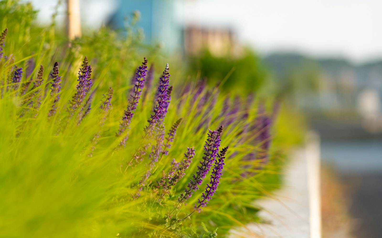 Flowers with buildings in the background
