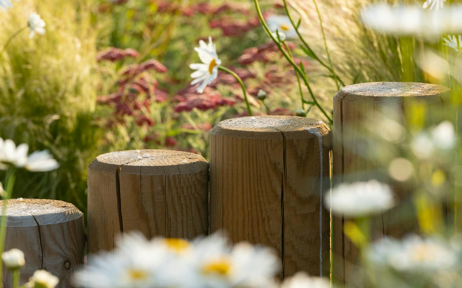 Flowers in a park