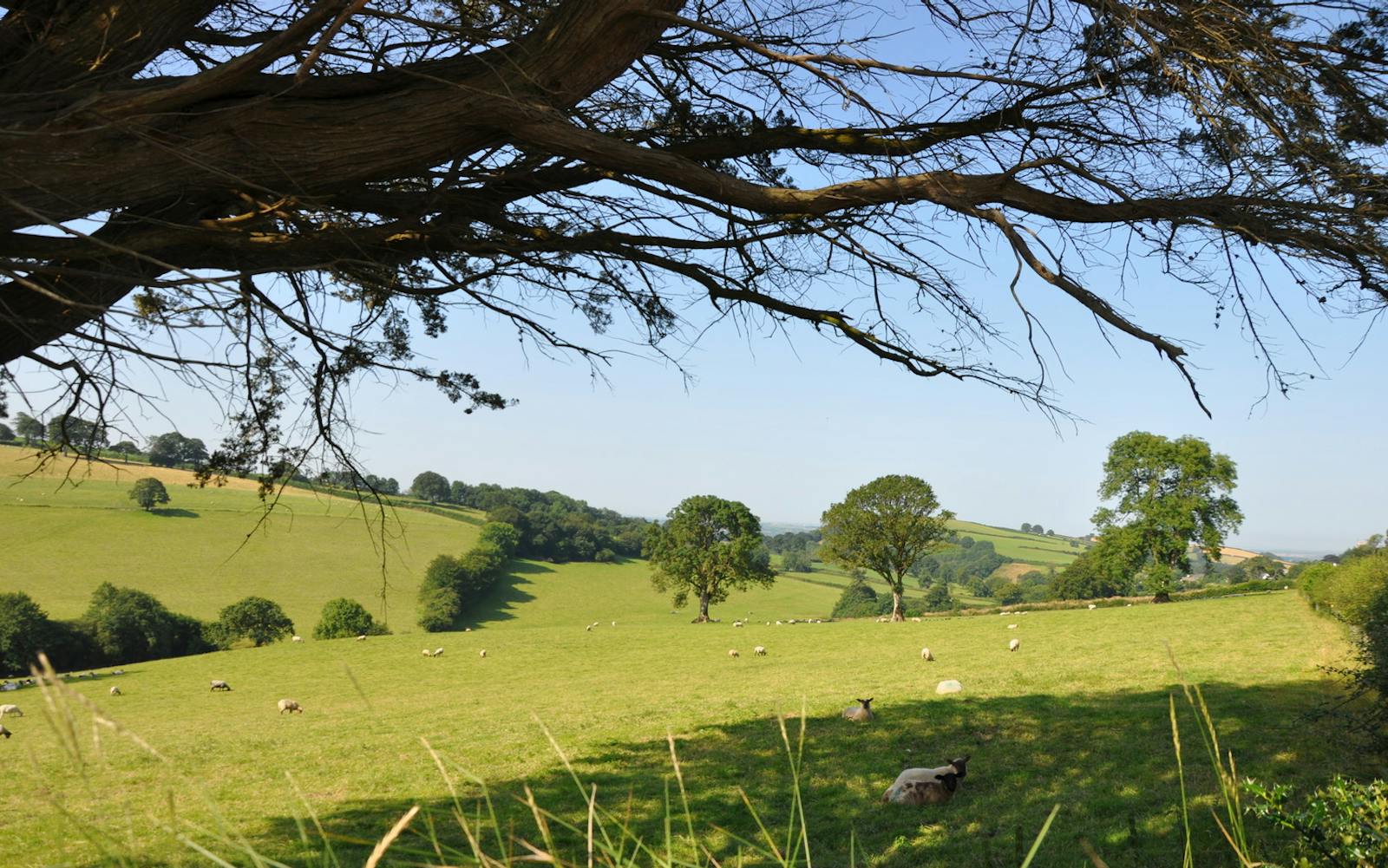 Grass field on hills with grazing sheep and blue skies