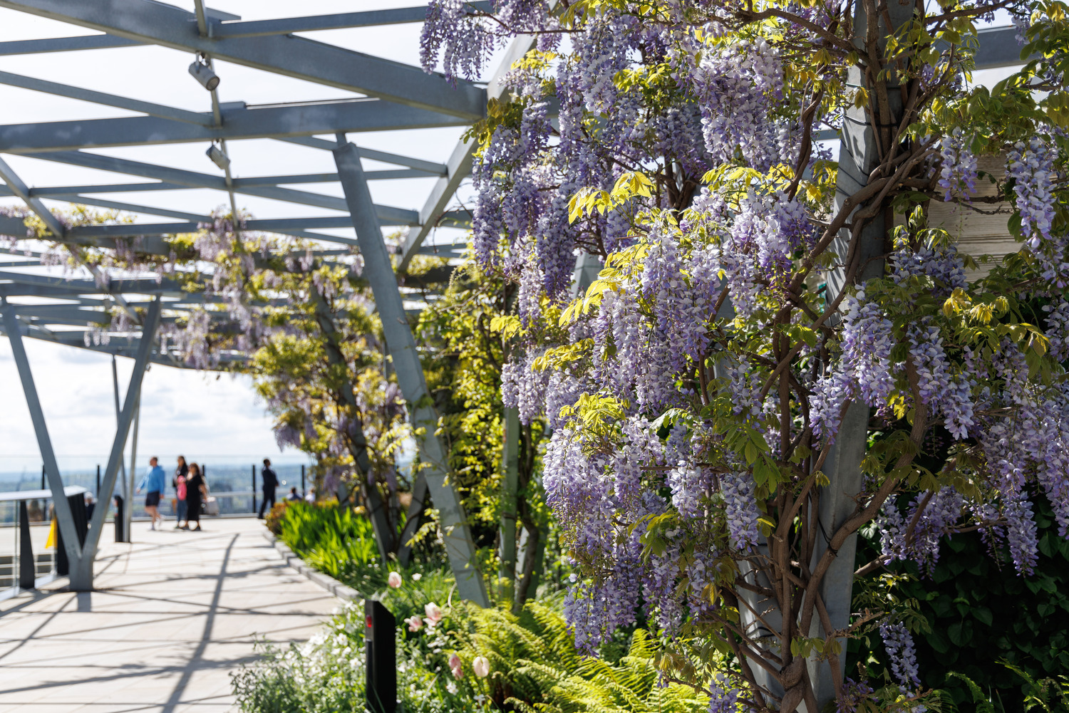 Wisteria in full bloom adds to the pattern of lattice shadows and leads the eye to the view