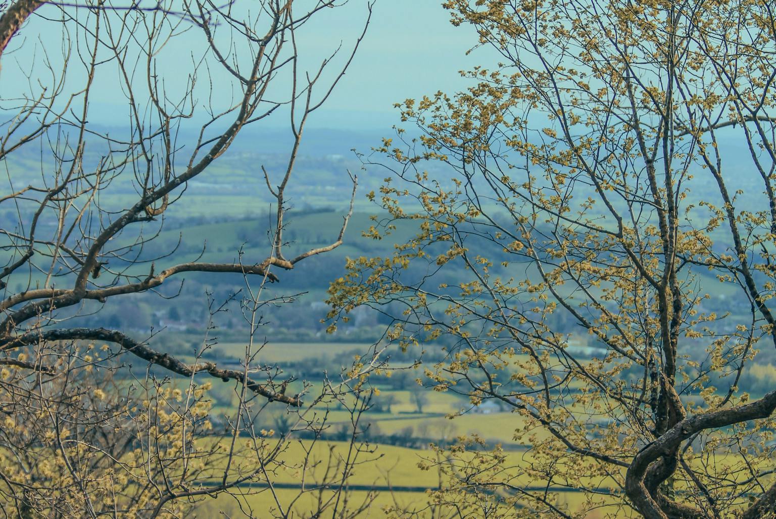 A scenic view of a countryside landscape through tree branches, featuring green fields, rolling hills, and a clear blue sky.