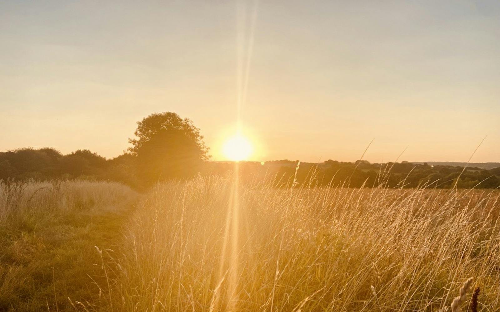 The sun sets over a field
