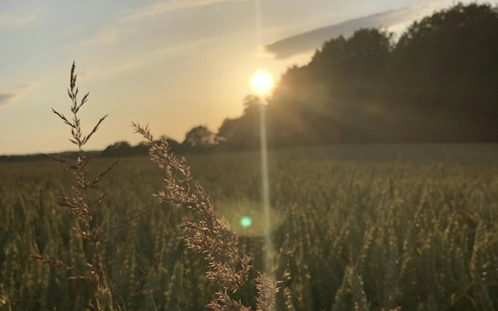 The sun peeks over some trees and causes a flare with wild grass in the foreground
