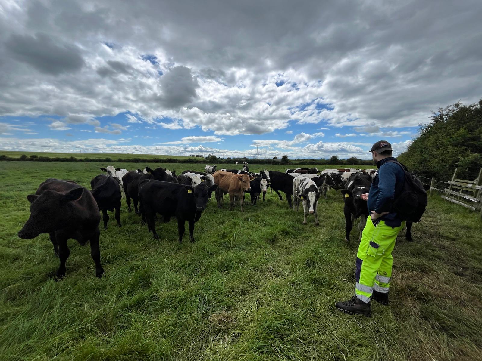 A person in high-visibility yellow trousers observes a herd of cows in a grassy field. The sky is cloudy, but patches of blue are visible. The cows are grouped together, seemingly curious, and stand facing the person. The image conveys a calm rural scene with farm animals and an observer.