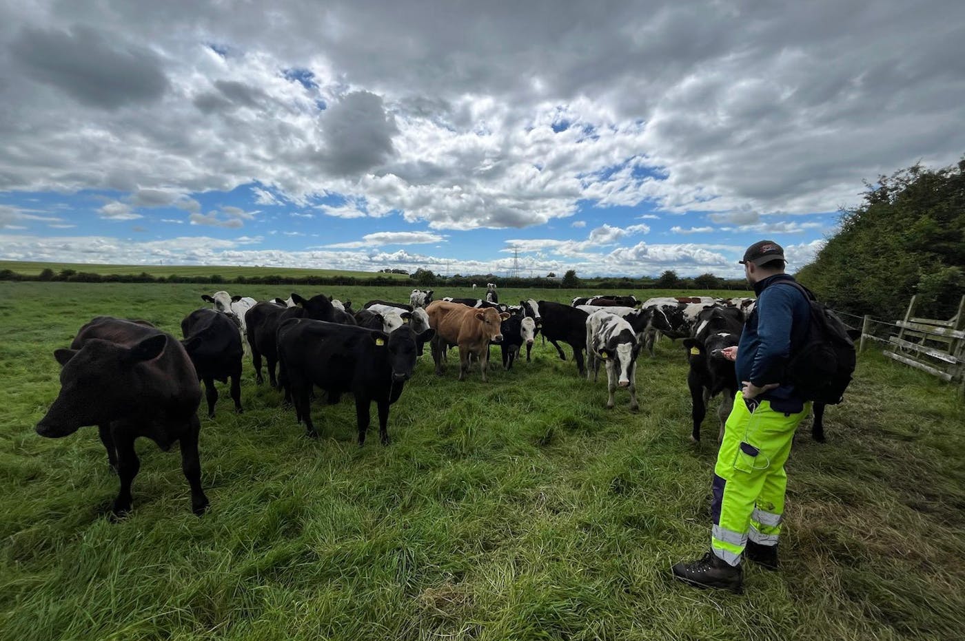 A person in high-visibility yellow trousers observes a herd of cows in a grassy field. The sky is cloudy, but patches of blue are visible. The cows are grouped together, seemingly curious, and stand facing the person. The image conveys a calm rural scene with farm animals and an observer.