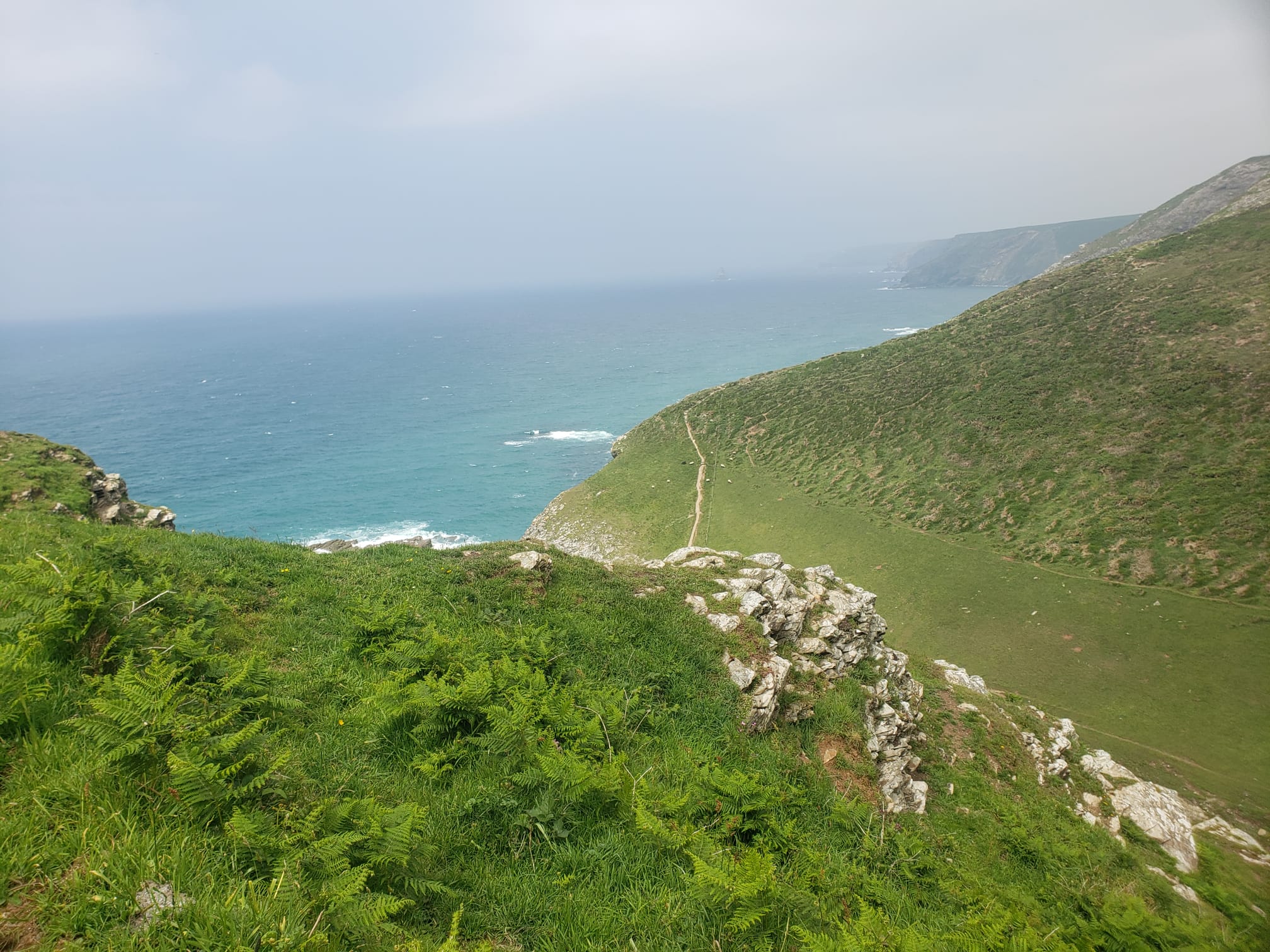 A scenic coastal landscape with a winding path leading down a steep cliff to the ocean. Lush green grass covers the cliffside, with rocky outcroppings and ferns adding texture. The ocean is a deep blue, with whitecaps visible on the waves.