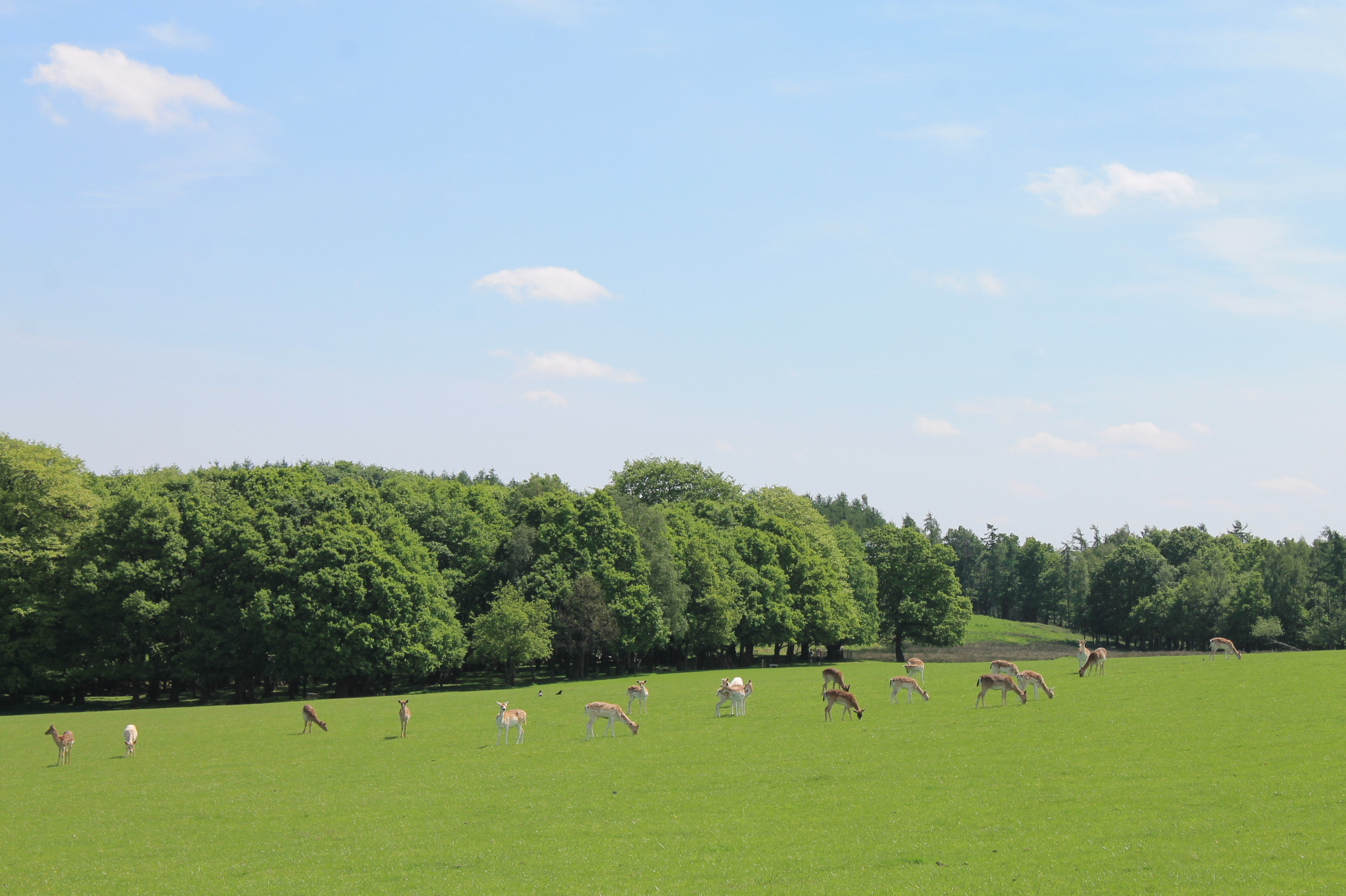A herd of deer graze on a green plain with trees in the background under blue skies