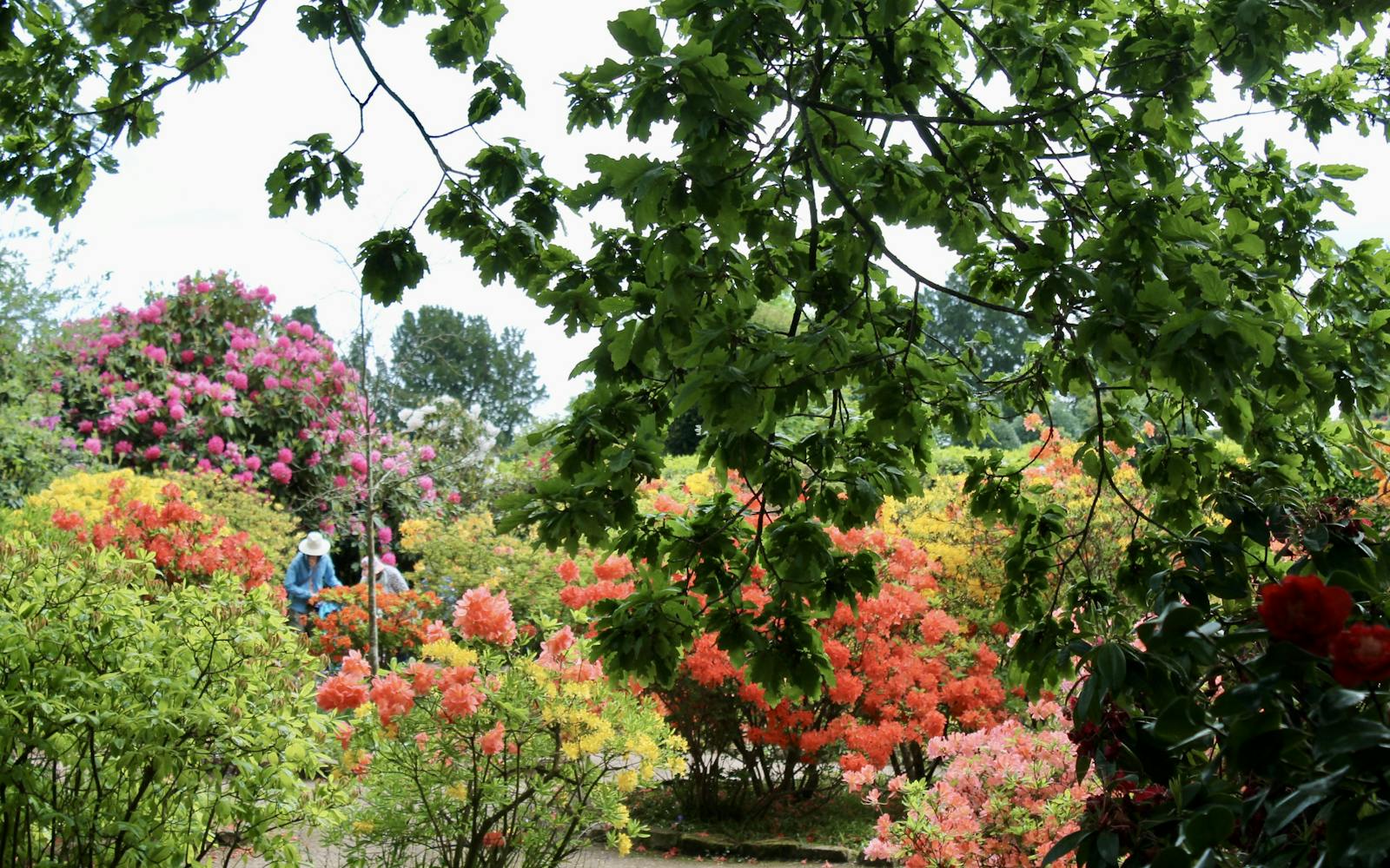 A garden in full bloom with trees and bushes and flowers