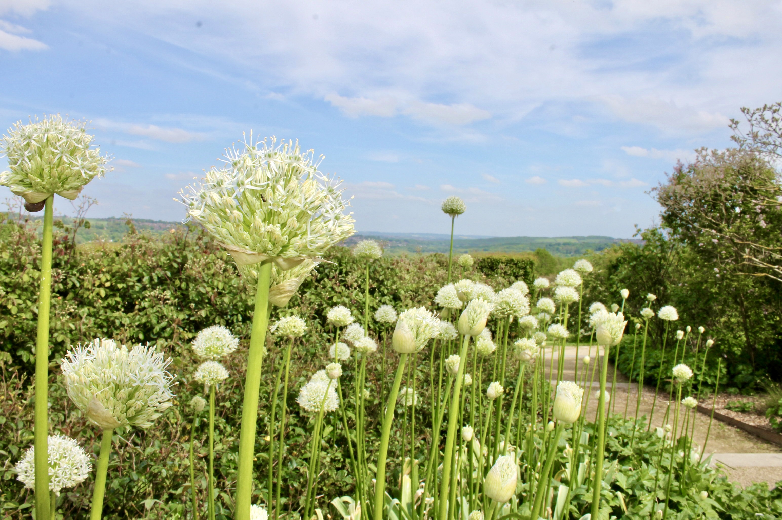 Some flowers in a garden with rolling hills in the background