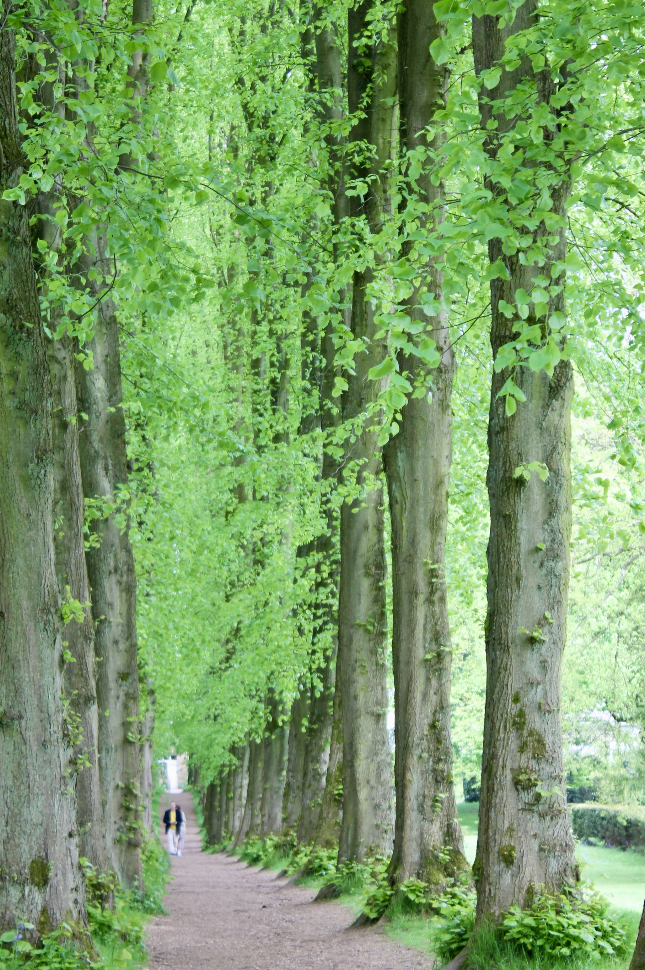 An avenue of trees