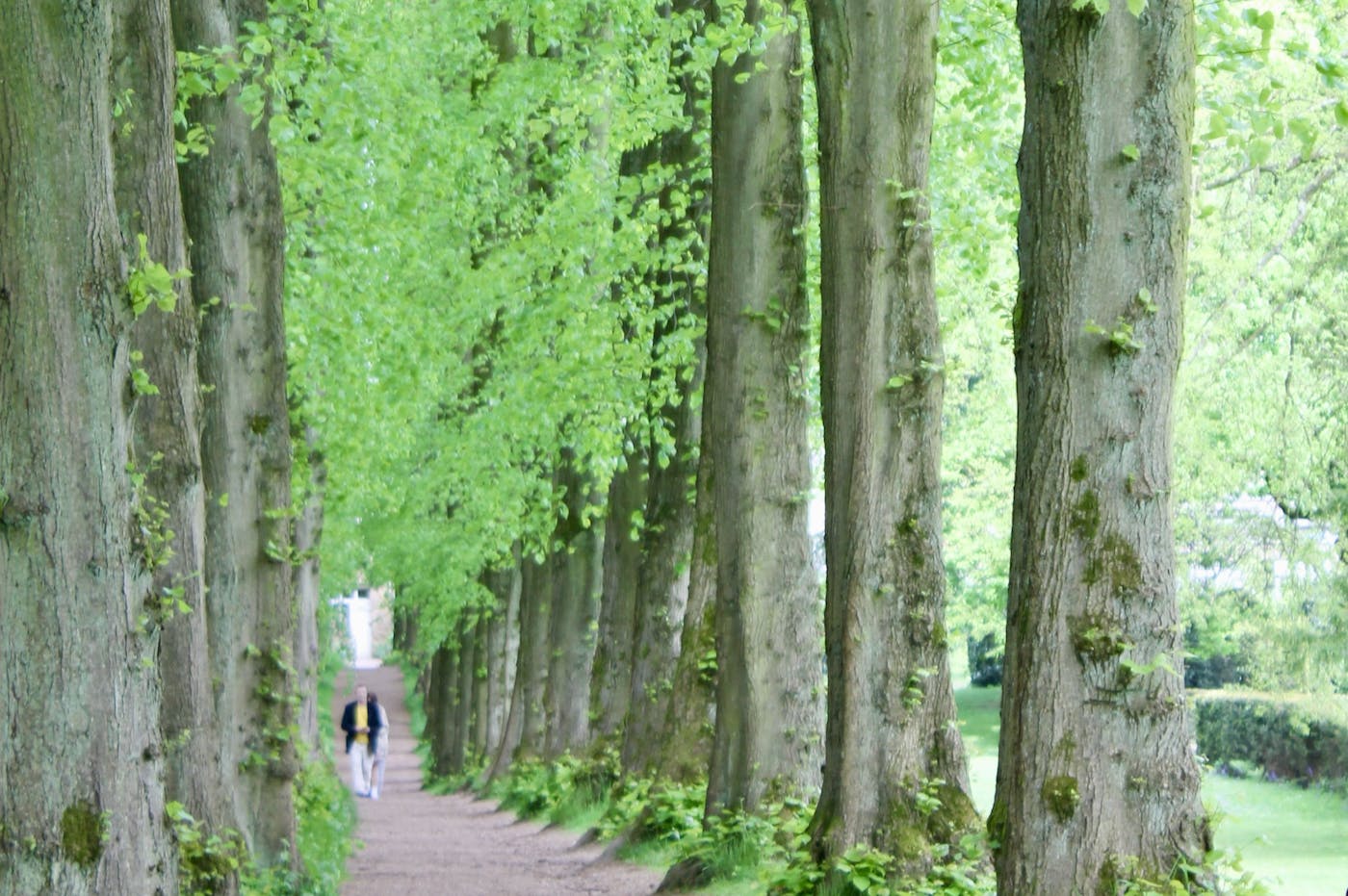 An avenue of trees