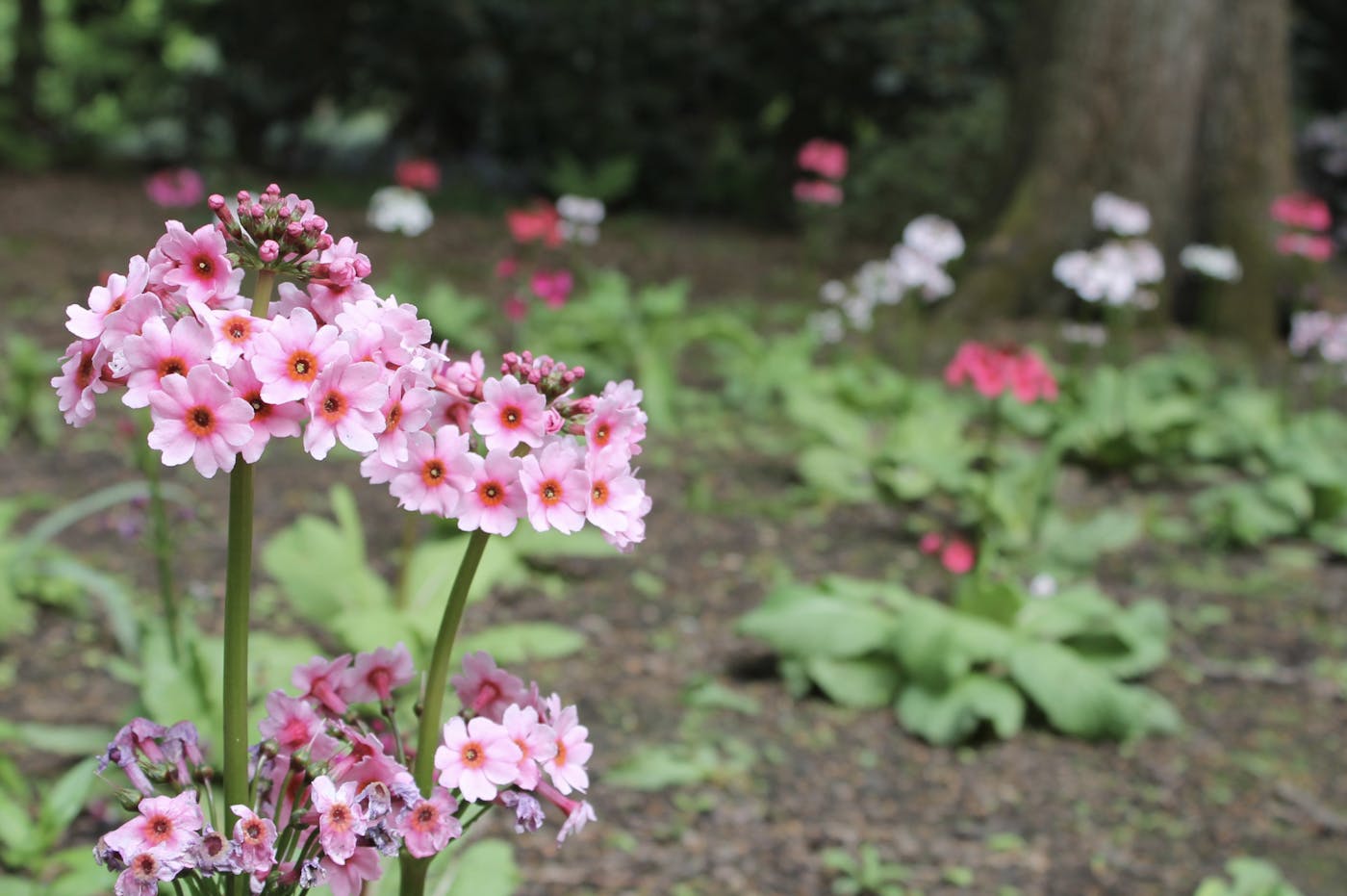 Some flowers in woodland