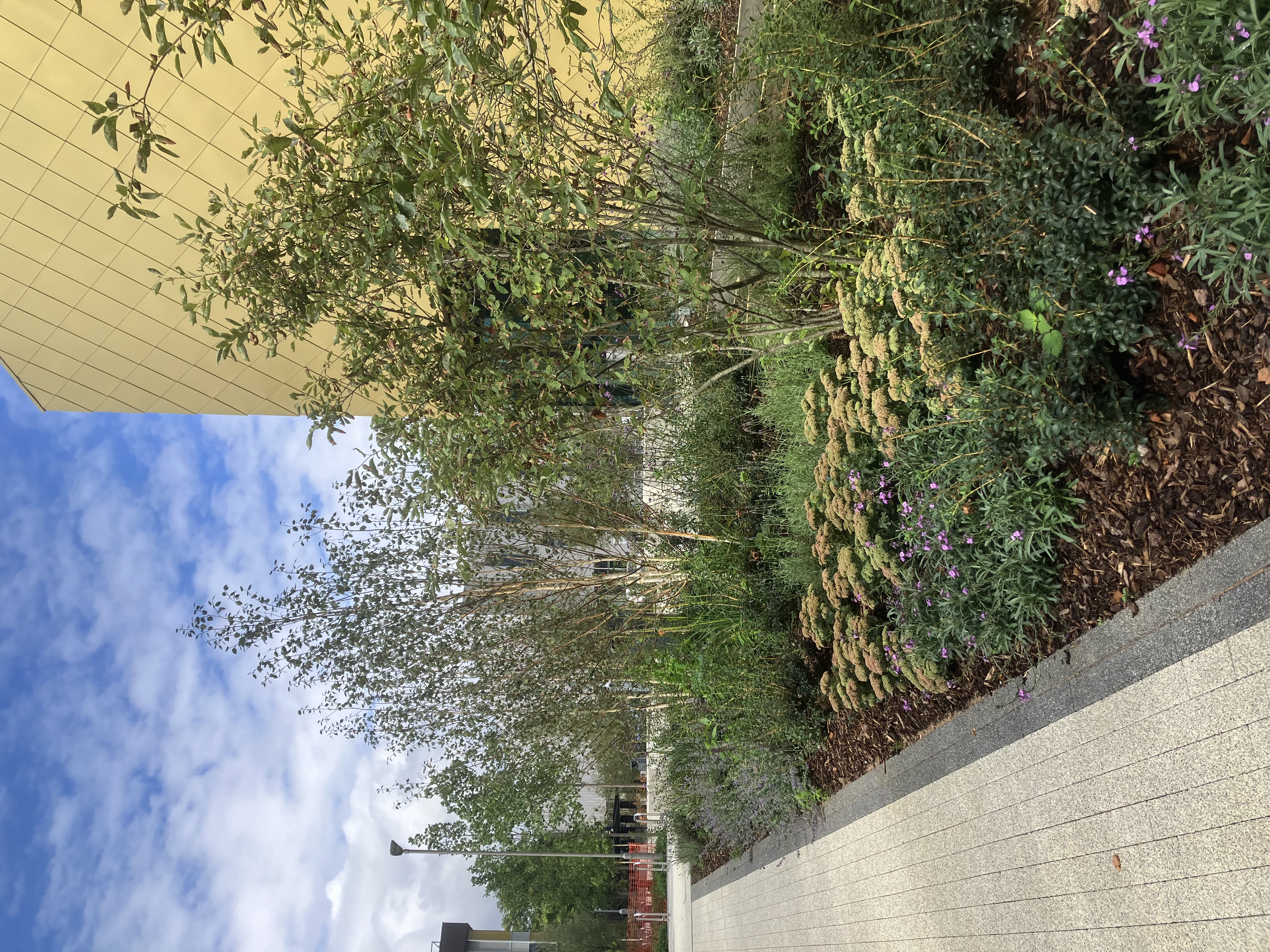 A modern building with a yellow facade stands in a landscaped area with trees, shrubs, and flowers. A paved walkway runs along one side.