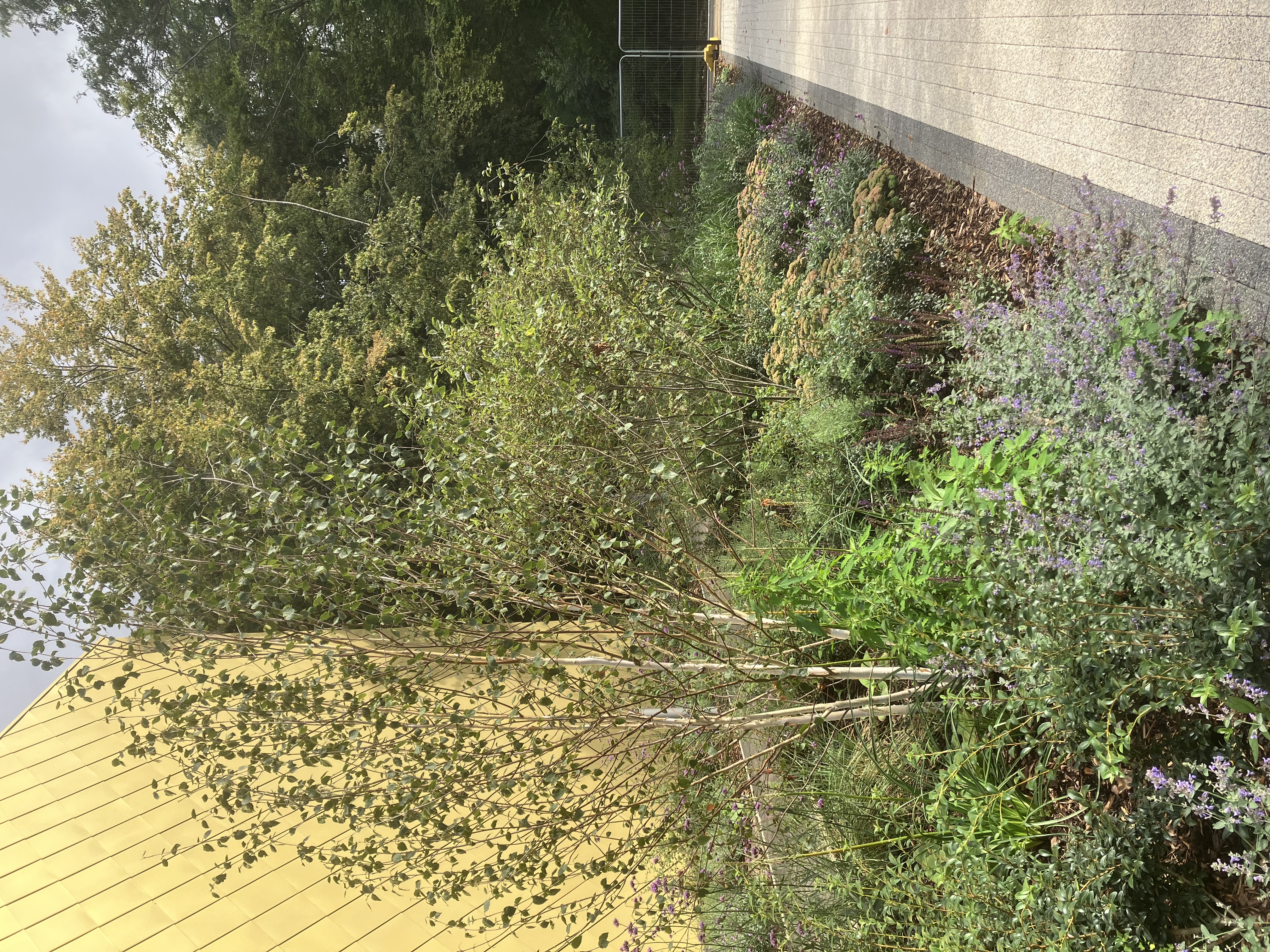 A pathway next to a building, lined with various shrubs, flowers, and small trees.
