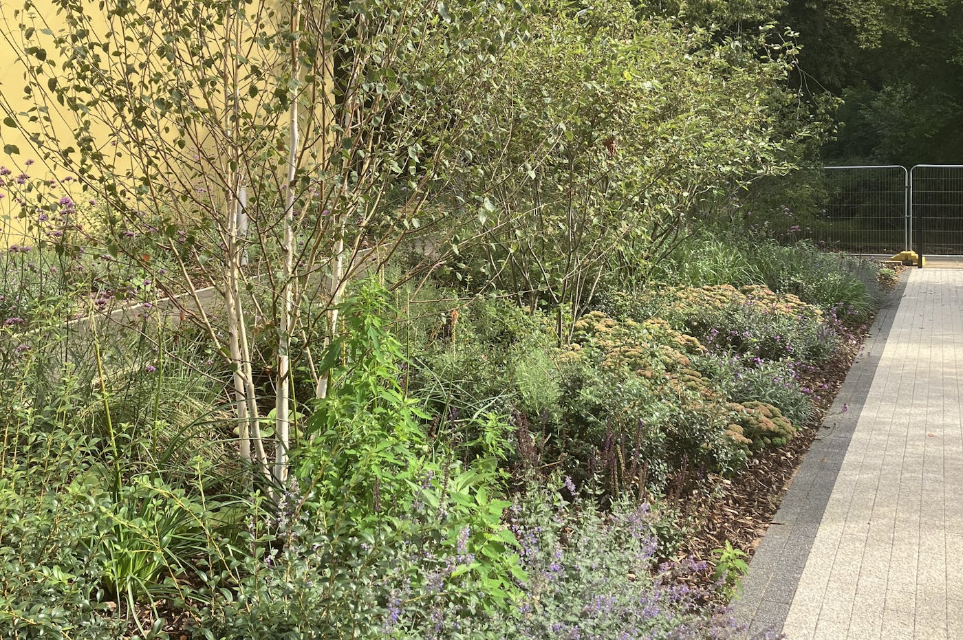 A pathway next to a building, lined with various shrubs, flowers, and small trees.