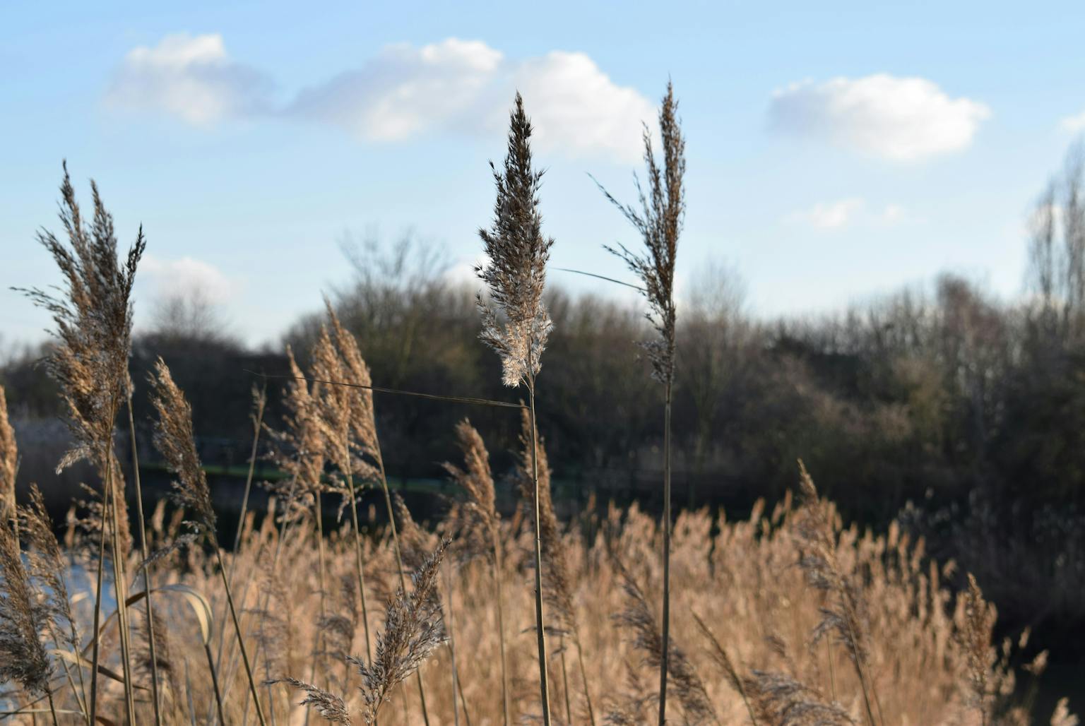 Some dried grass in front of some trees