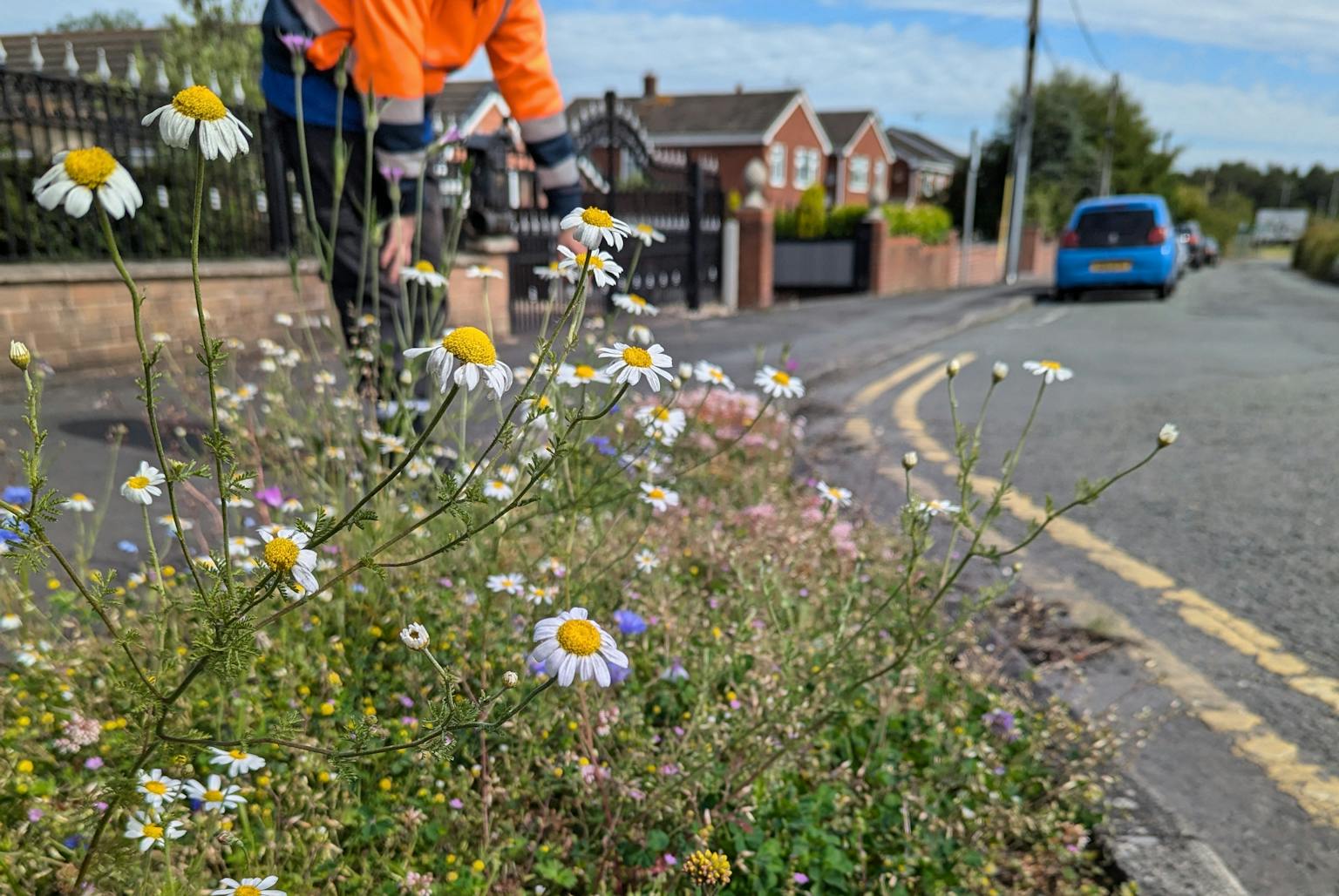 Wild flowers on a verge next to a road