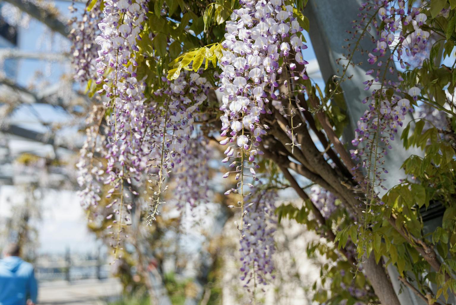 A close-up of a wisteria plant with long, cascading clusters of purple flowers. The background is blurred