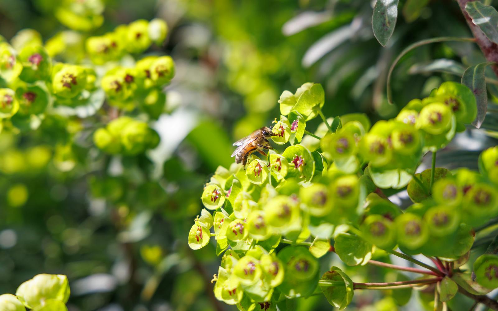 A honeybee collecting pollen from a cluster of small, yellow flowers on a green plant.