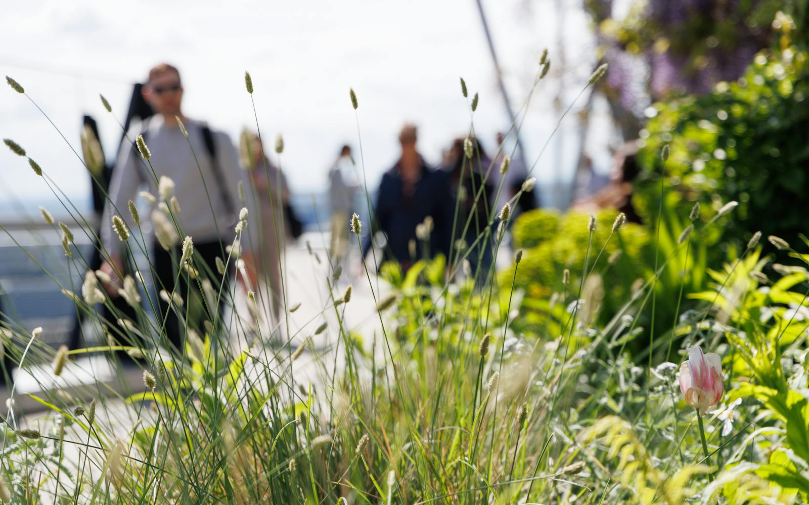 Close-up of tall grasses and wildflowers in an urban rooftop garden, with blurred figures walking in the background.