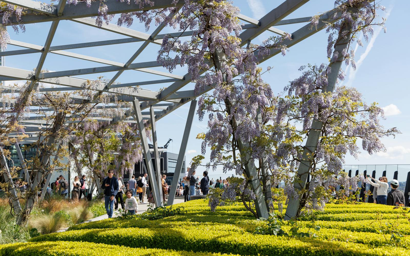 Rooftop garden with wisteria climbing metal structures, green hedges, and visitors walking along a pathway on a sunny day.