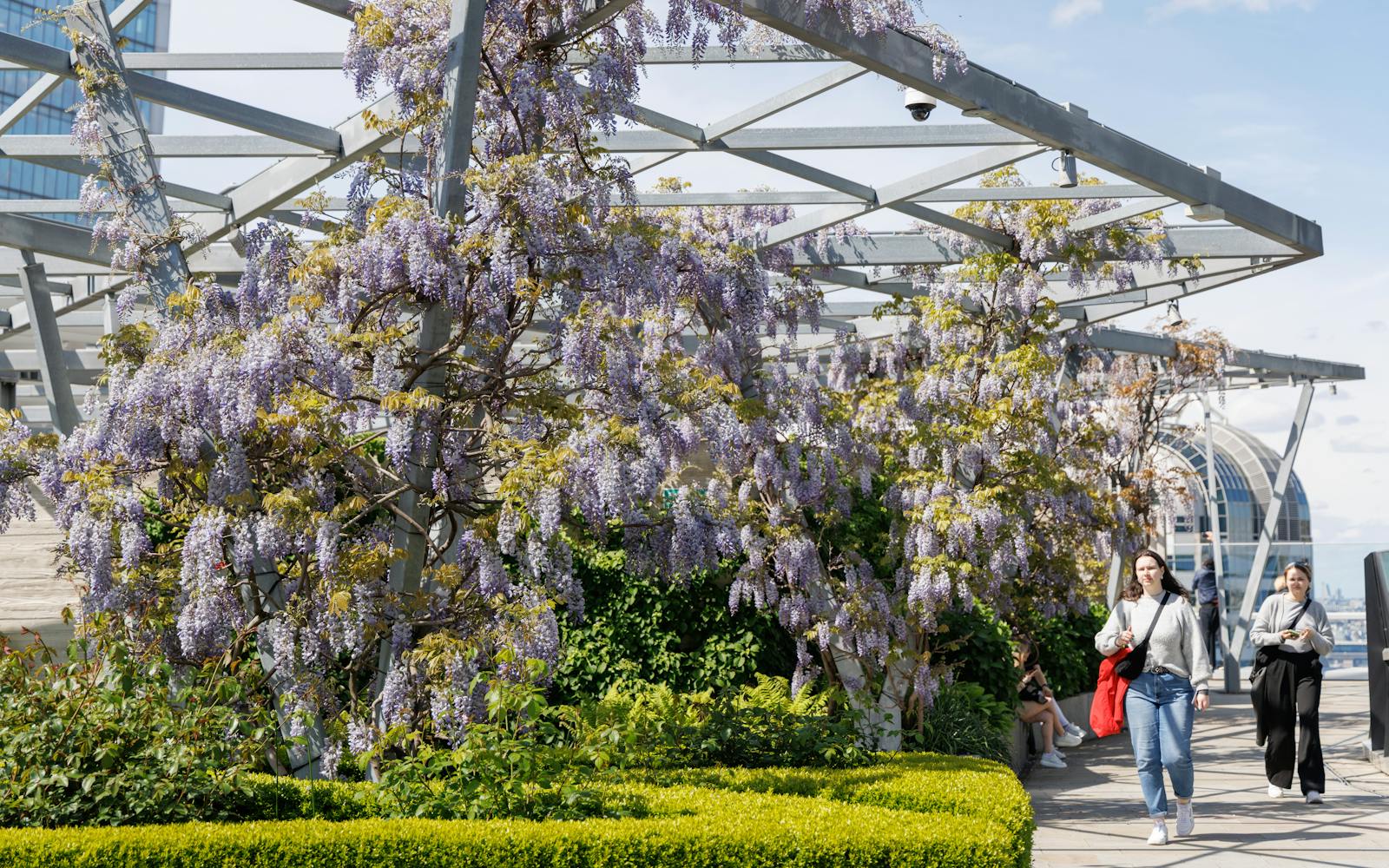 Visitors walking along a rooftop garden path lined with wisteria-covered metal trellises and neatly trimmed green hedges.