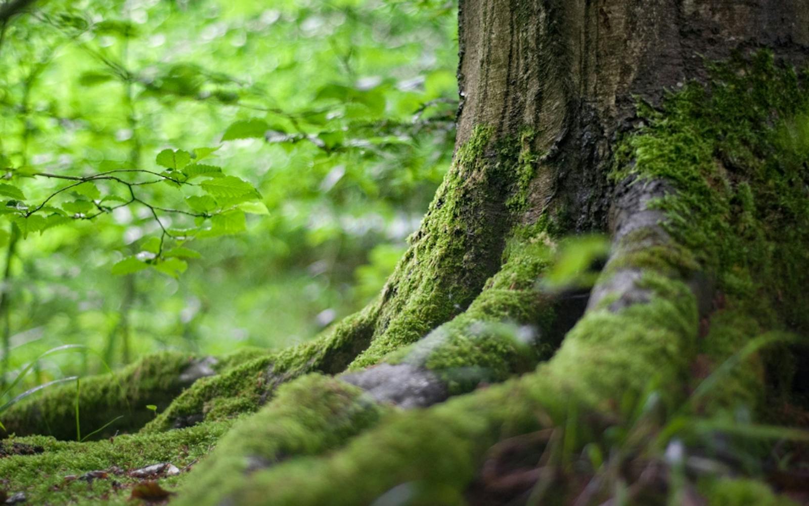 A tree's roots