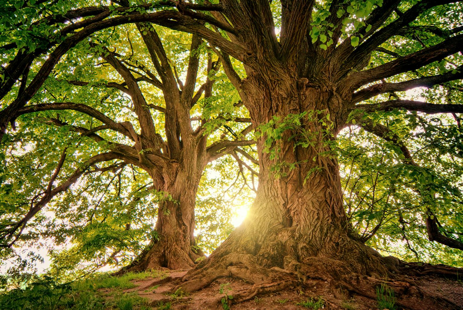 Sun shining through two large, ancient trees