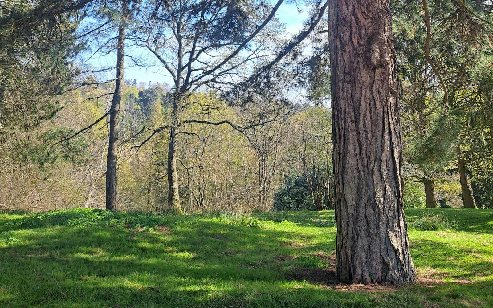 The image shows a large tree with many branches and a textured trunk. The tree is set in a grassy area, and other trees are visible in the background.